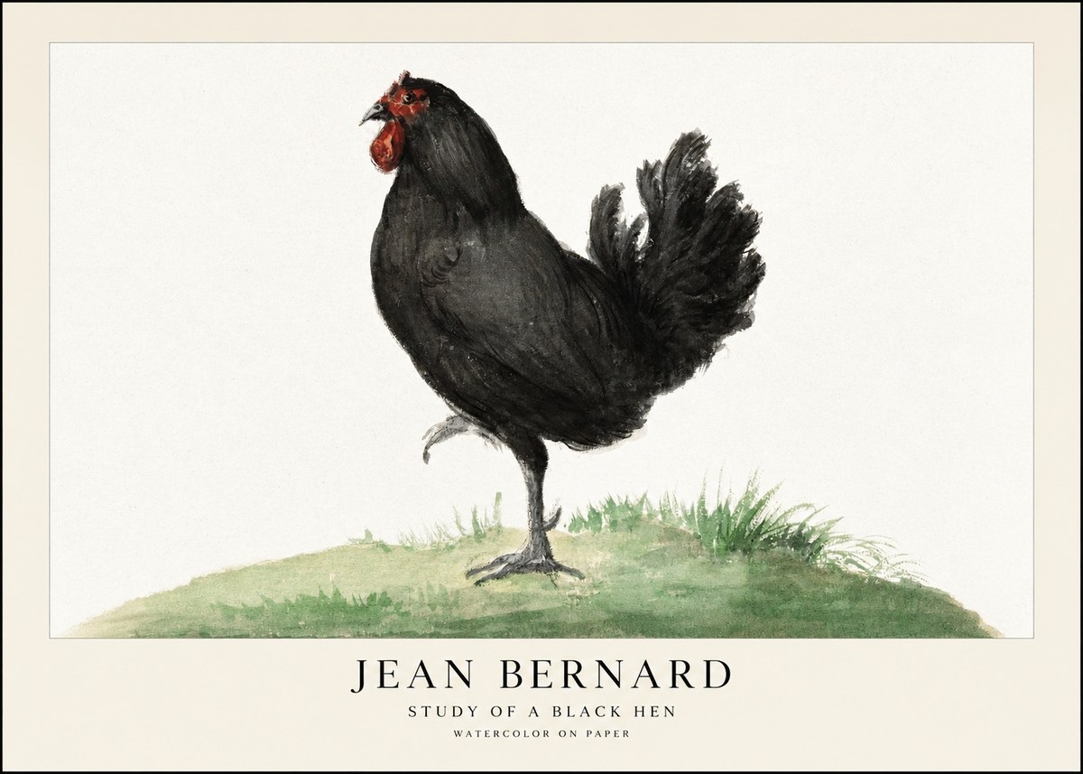 Jean Bernard Study of a Black Hen No1 - Affiche