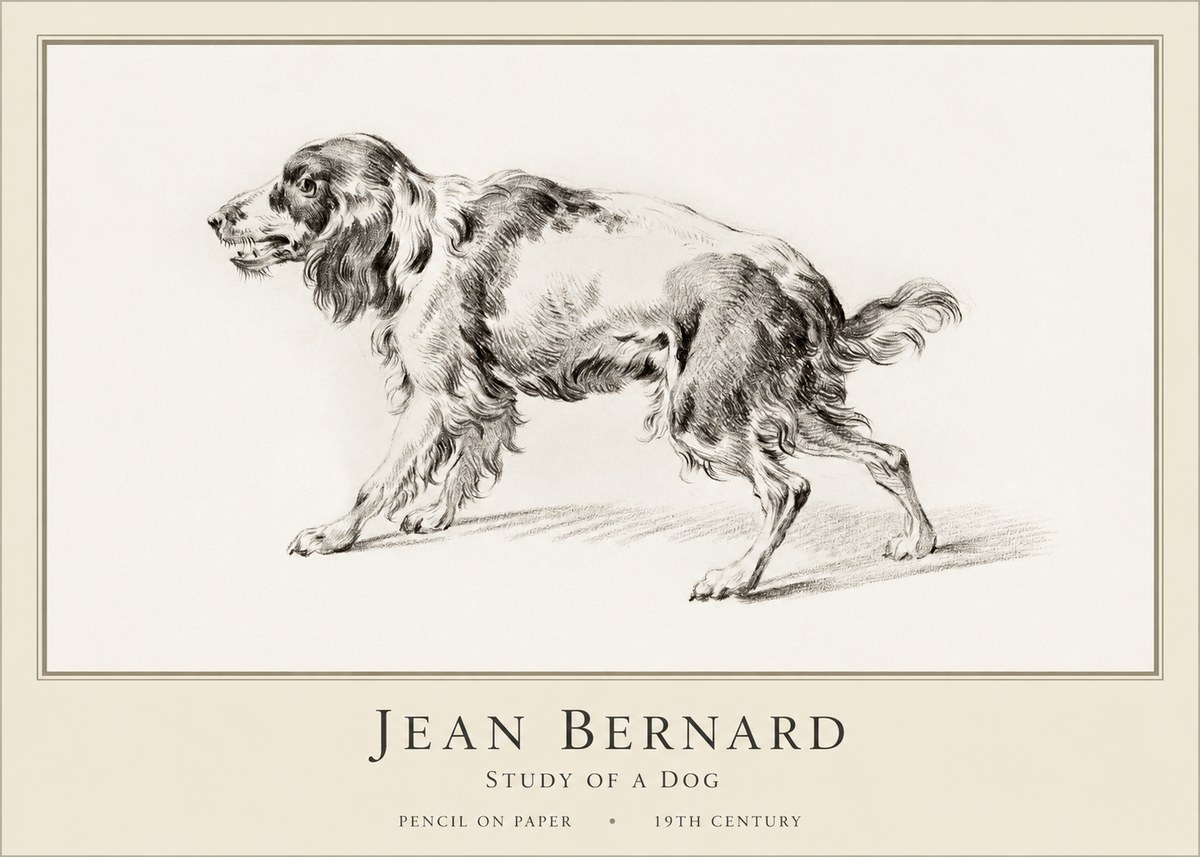 Jean Bernard Study of a Dog V No1 - Affiche