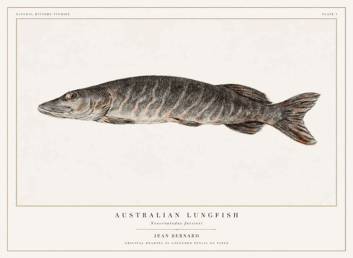 Jean Bernard Australian Lungfish No1 - Affiche