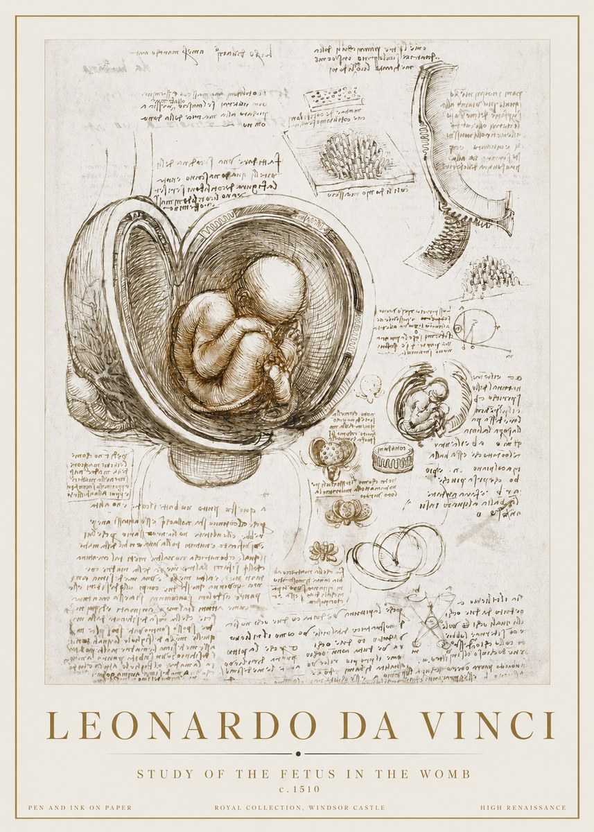 Leonardo da Vinci Studies of the Fetus in the Womb No3 - Affiche