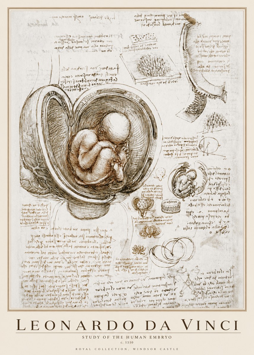 Leonardo da Vinci Studies of the Fetus in the Womb No4 - Affiche