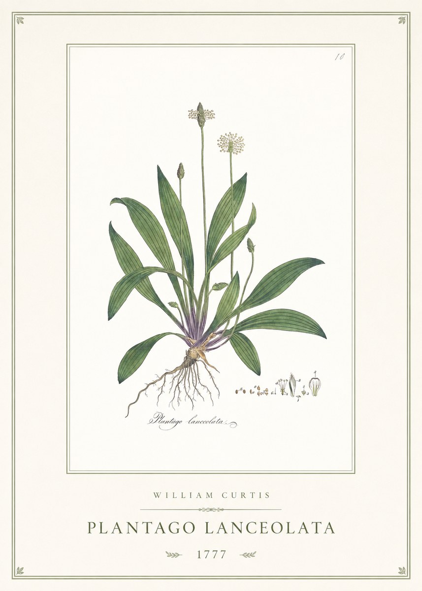 William Curtis Plantago Lanceolata II No1 - Affiche