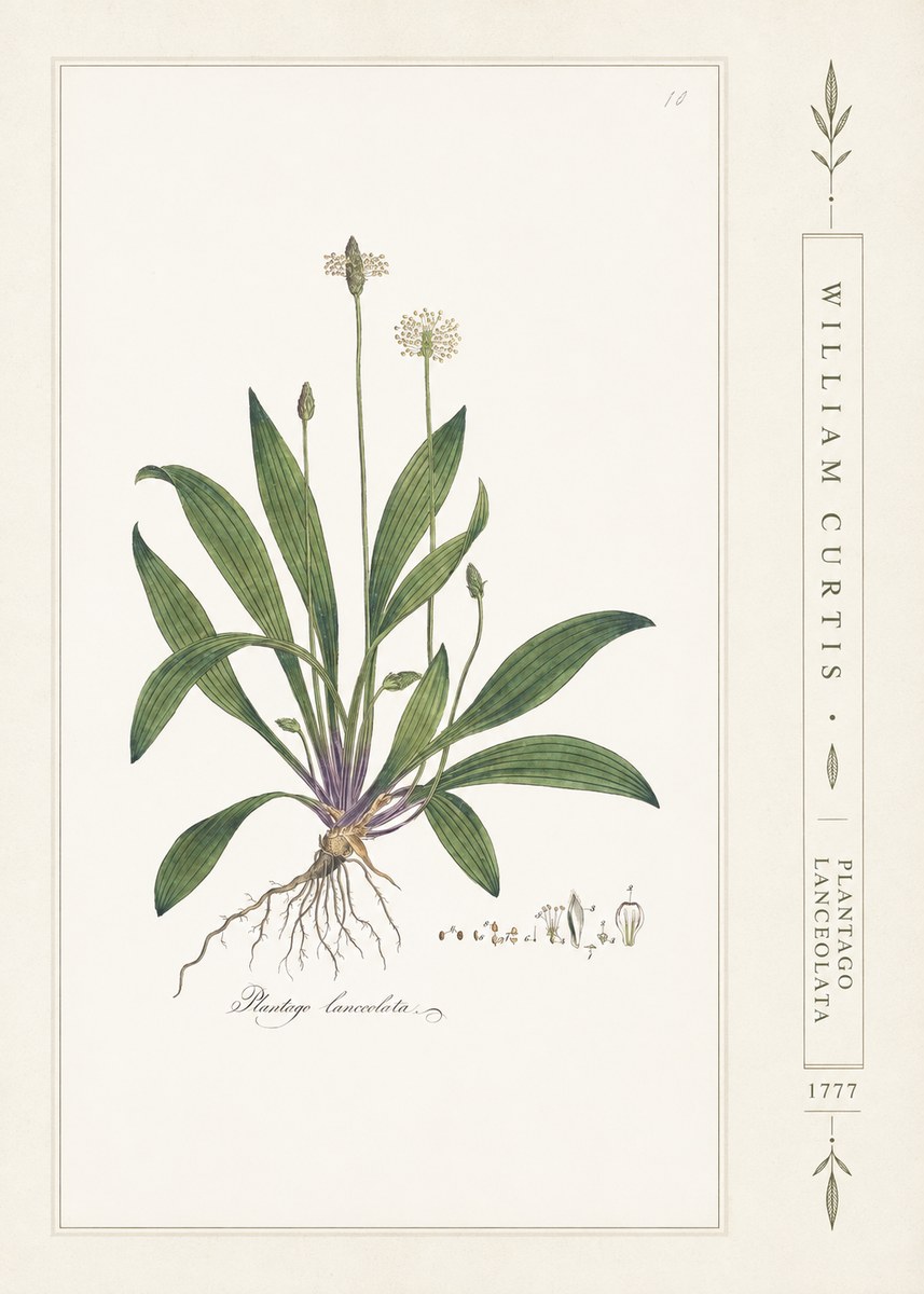 William Curtis Plantago Lanceolata II No2 - Affiche