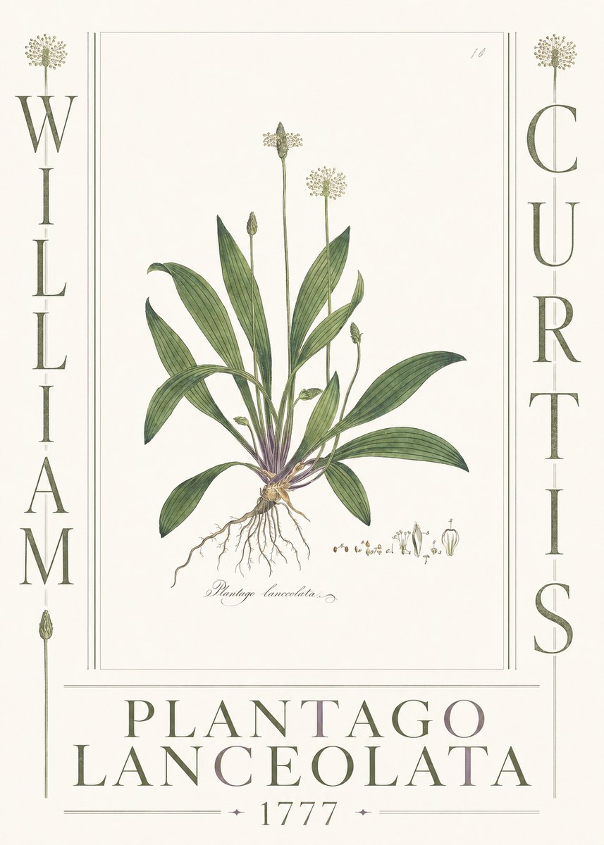 William Curtis Plantago Lanceolata II No3 - Affiche