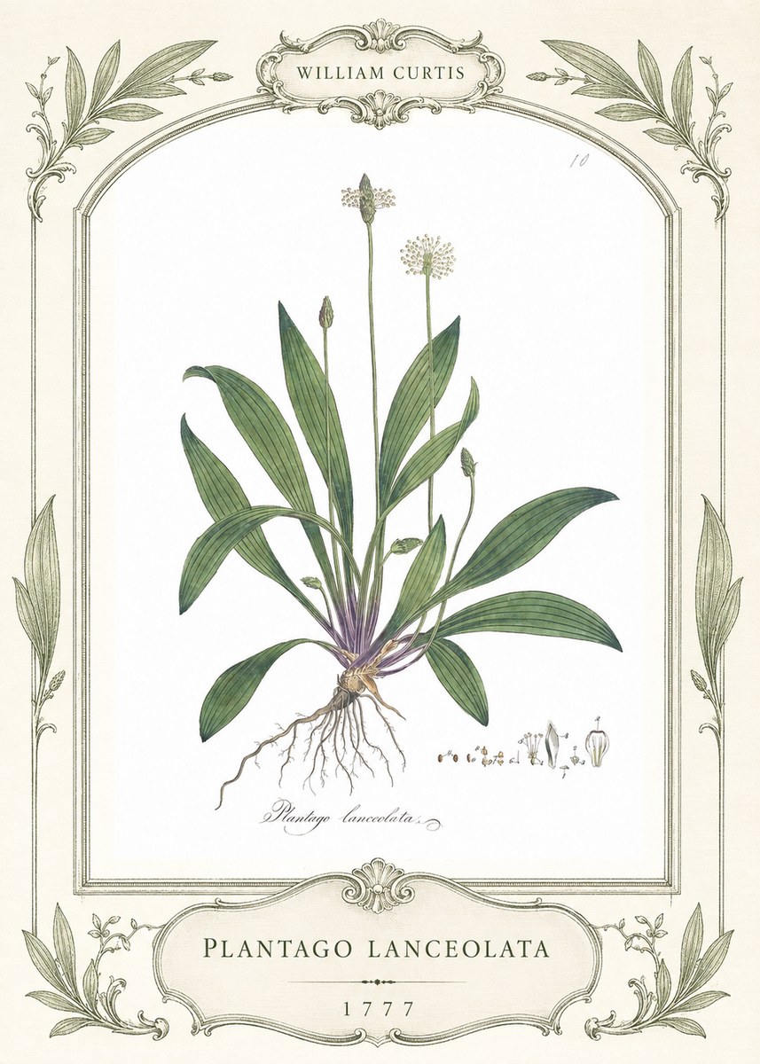 William Curtis Plantago Lanceolata II No4 - Affiche