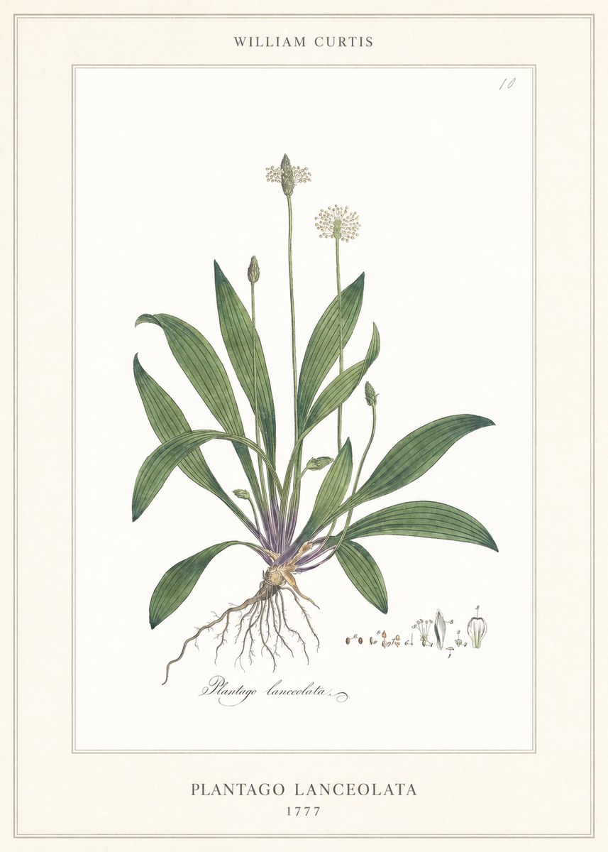 William Curtis Plantago Lanceolata II No6 - Affiche