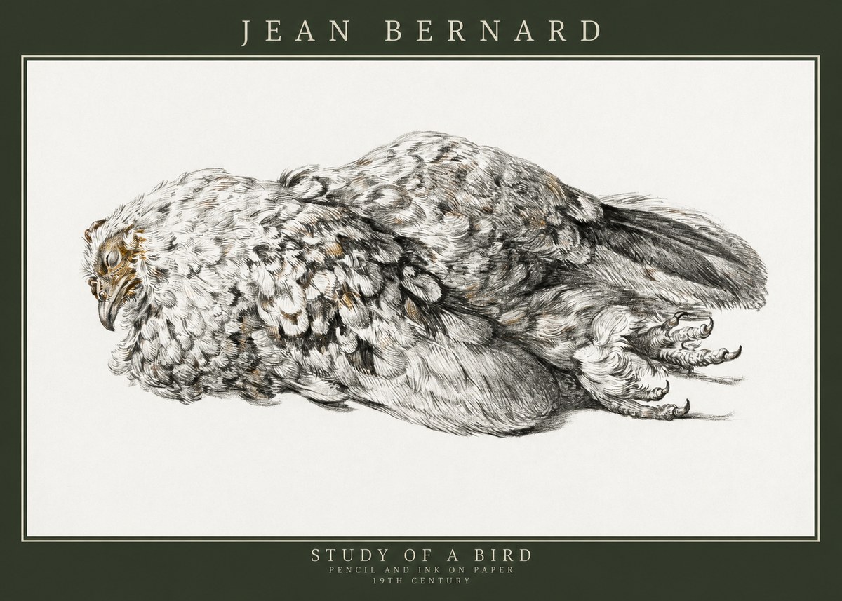 Jean Bernard Study of a Bird I No3 - Affiche