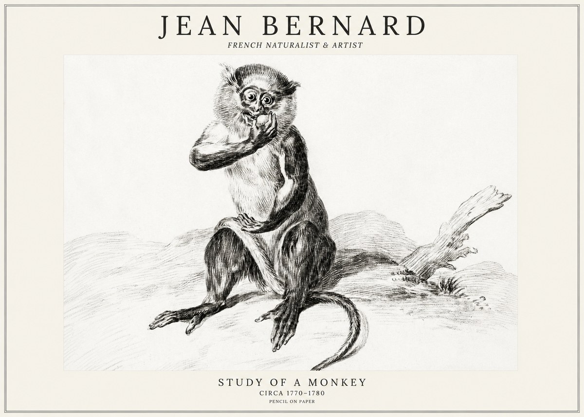 Jean Bernard Study of a Monkey No3 - Affiche