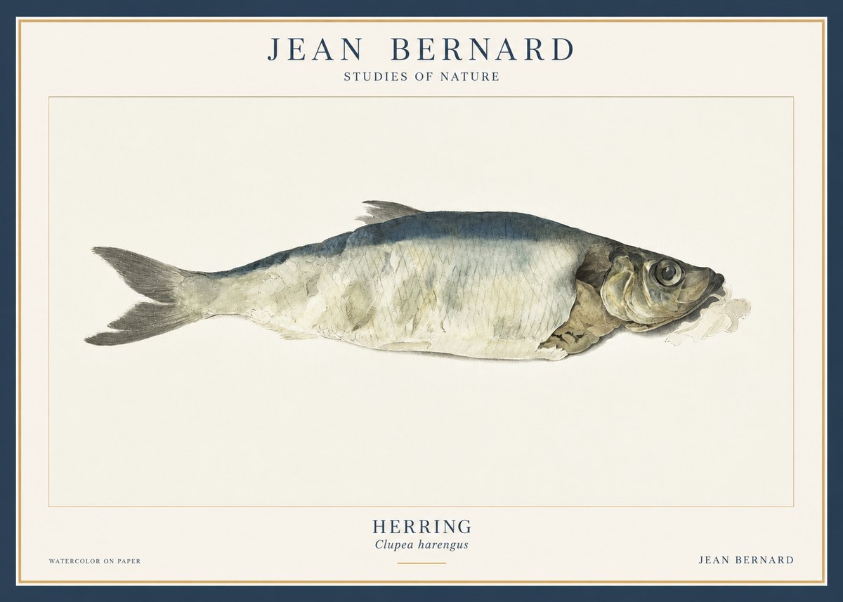 Jean Bernard Herring No3 - Affiche