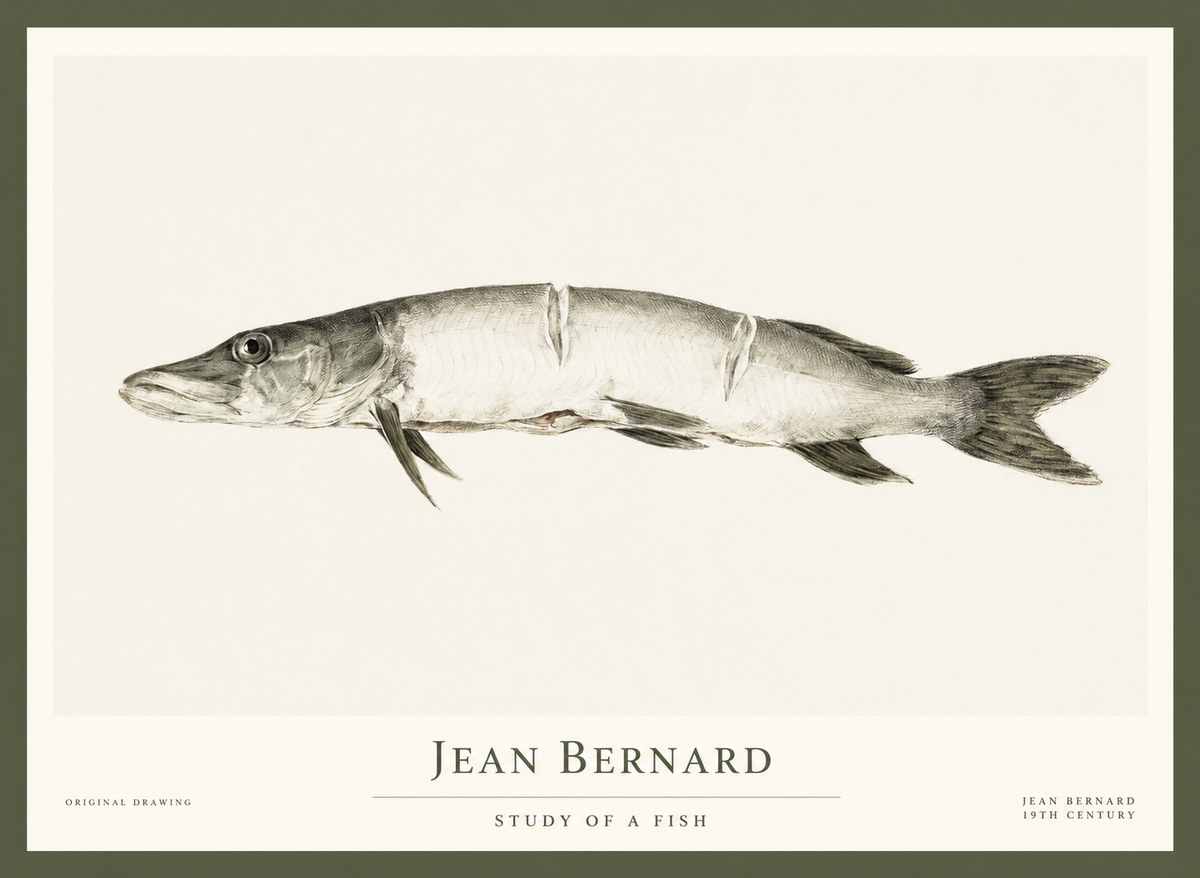 Jean Bernard Study of a Fish II No1 - Affiche
