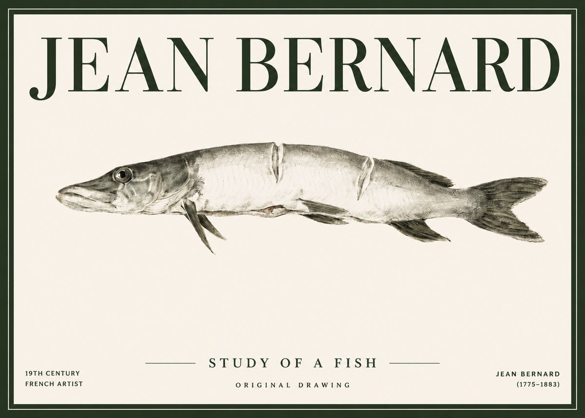 Jean Bernard Study of a Fish II No4 - Affiche
