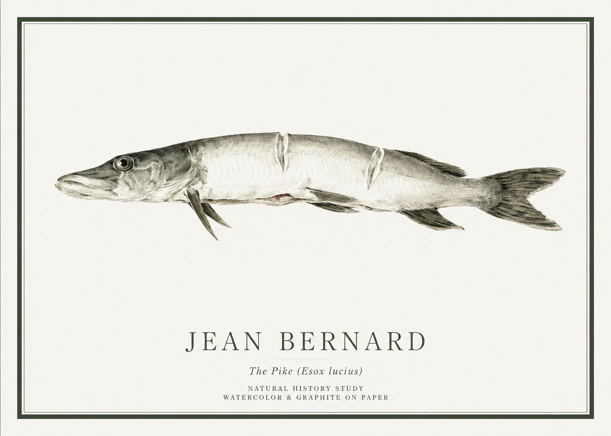 Jean Bernard Study of a Fish II No6 - Affiche