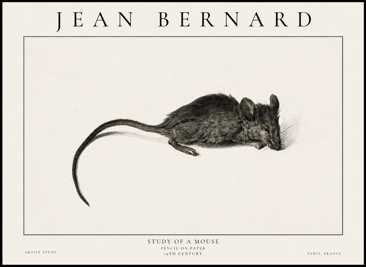 Jean Bernard Study of a Mouse I No6 - Affiche