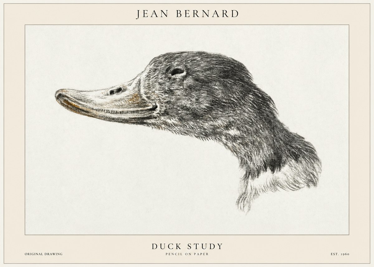 Jean Bernard Study of a Duck No2 - Affiche