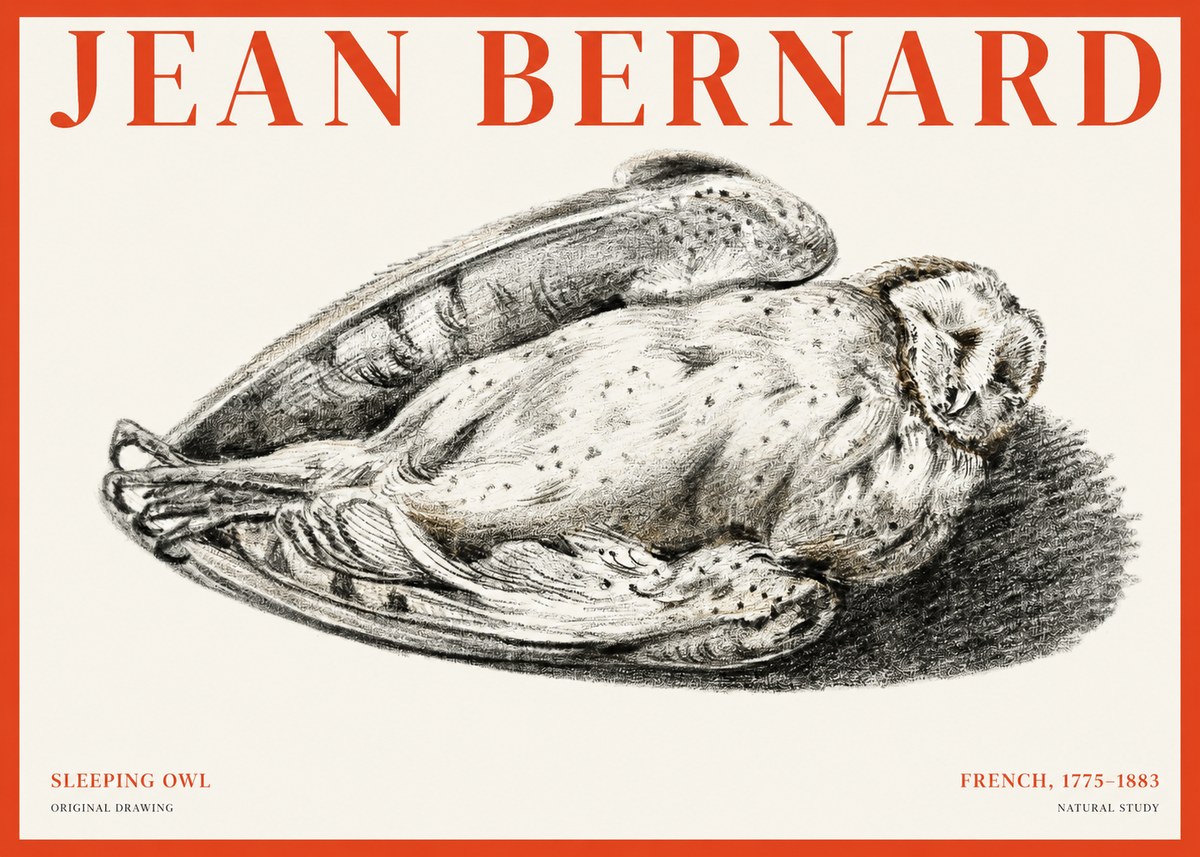 Jean Bernard Sleeping Owl No1 - Affiche