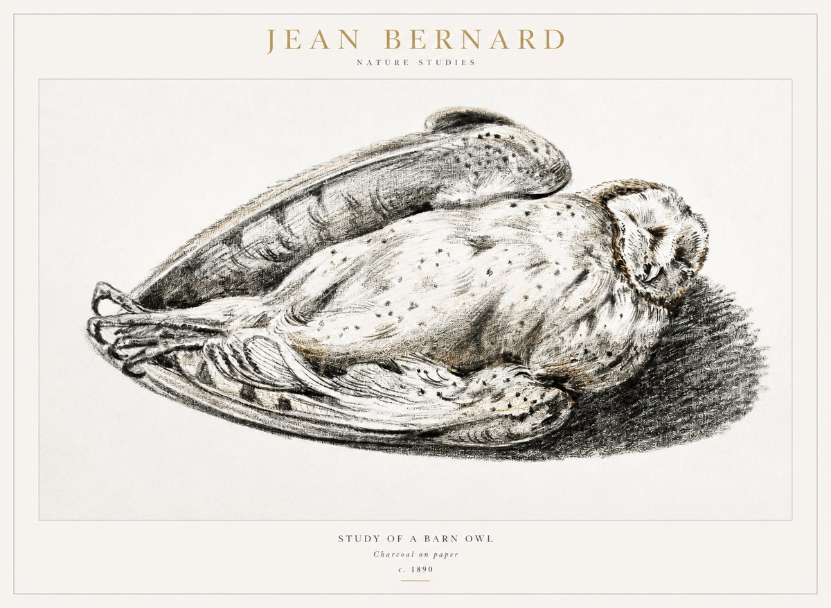 Jean Bernard Sleeping Owl No2 - Affiche