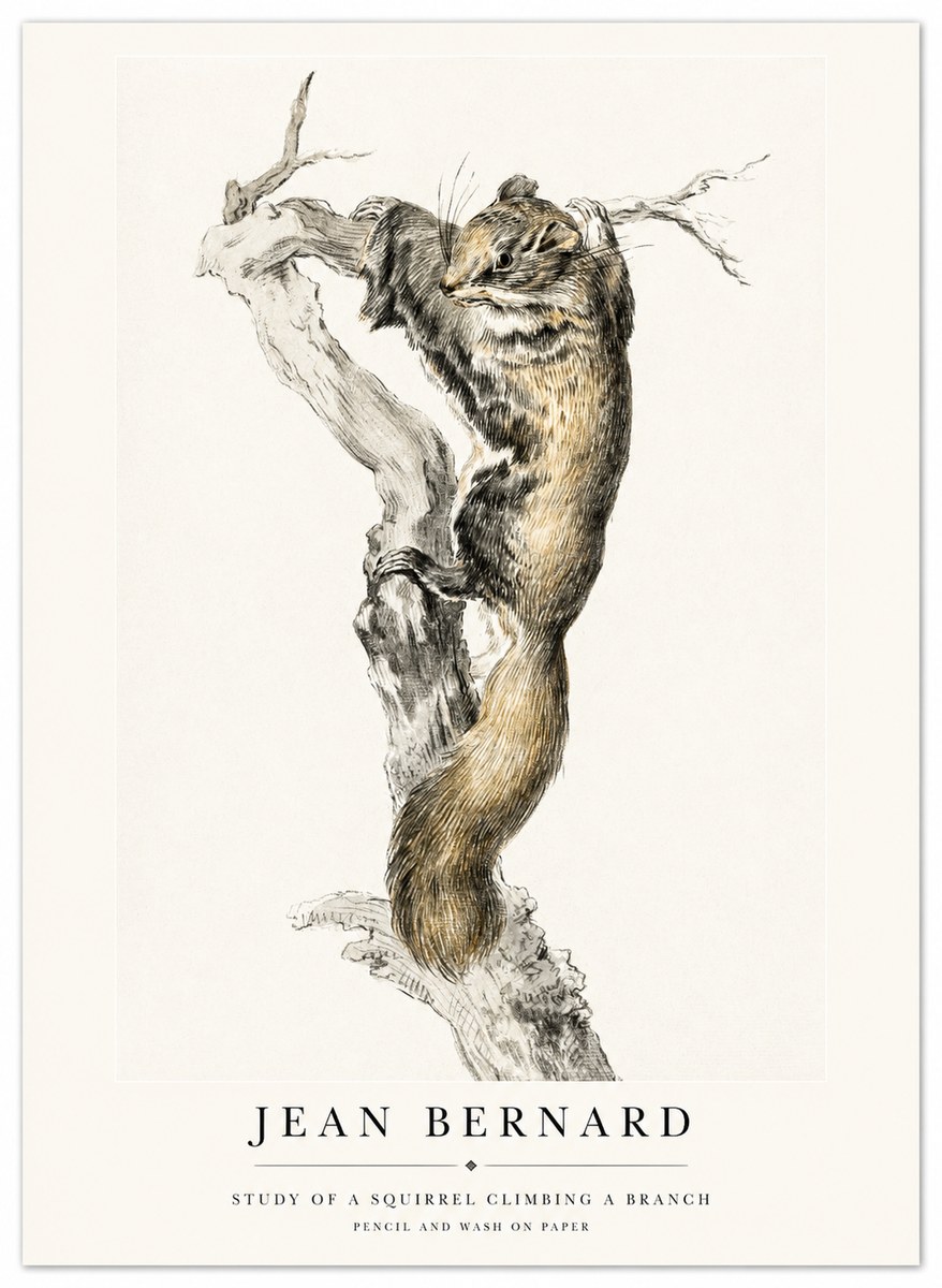 Jean Bernard Study of a Squirrel Climbing a Branch No1 - Affiche