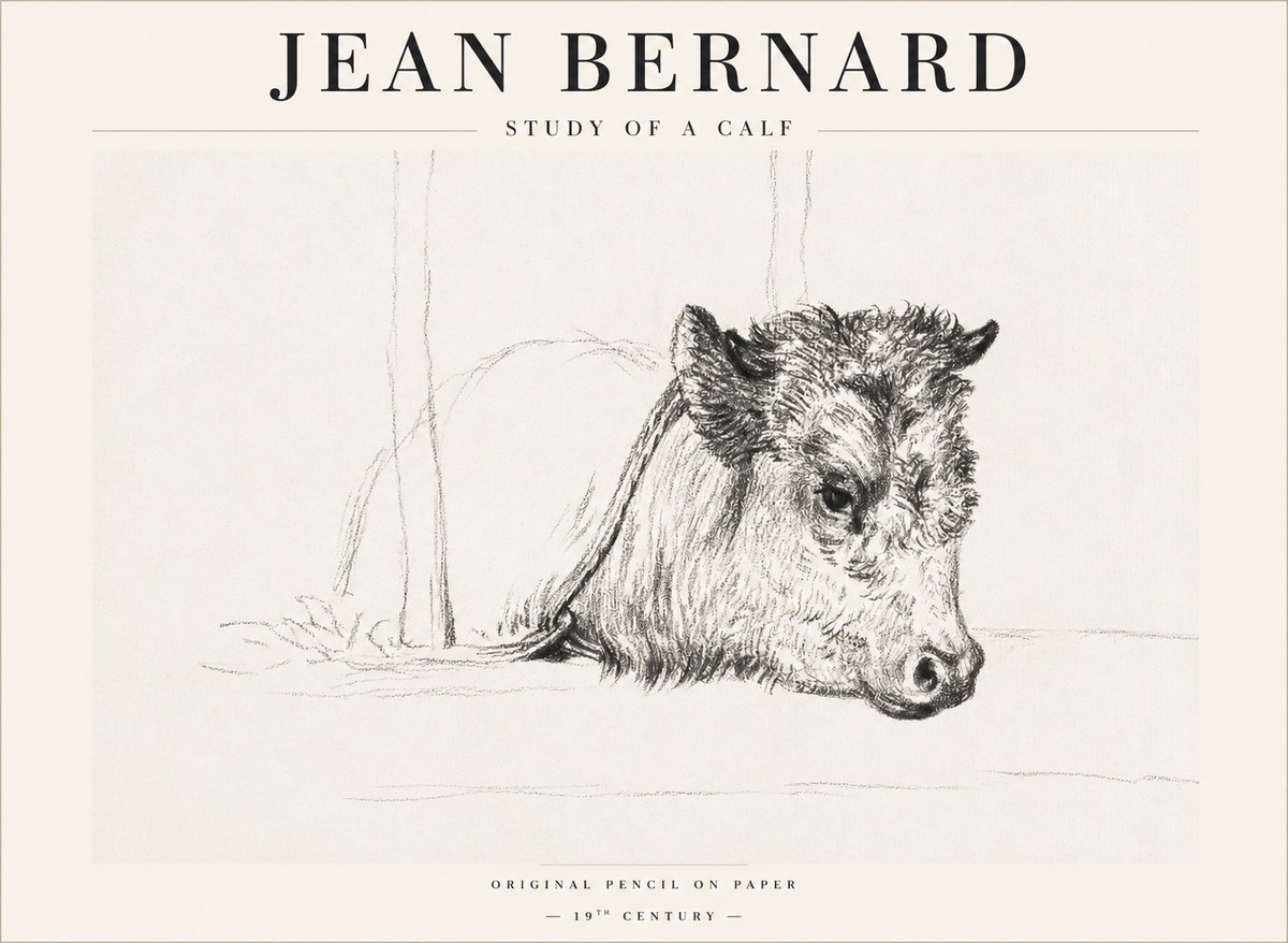 Jean Bernard Study of a Calf I No1 - Affiche
