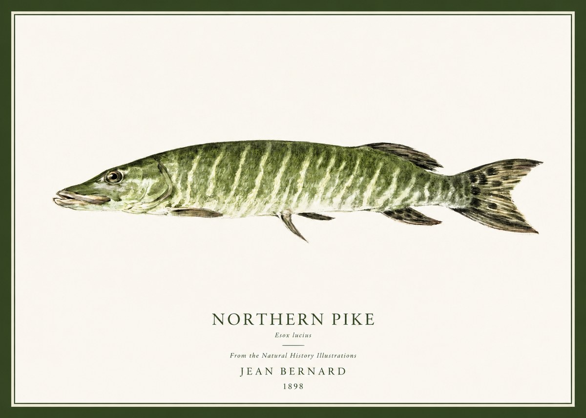 Jean Bernard Northern Pike No1 - Affiche