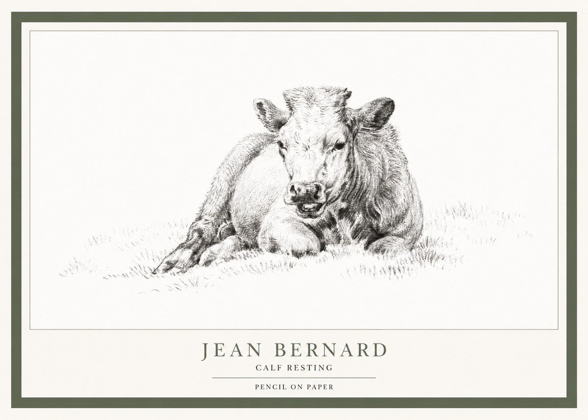 Jean Bernard Calf Resting No1 - Affiche