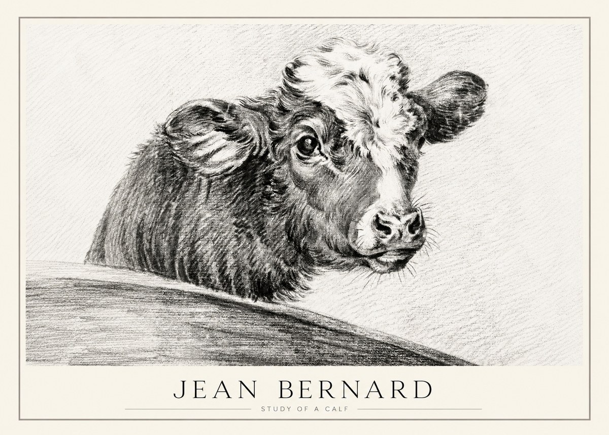 Jean Bernard Study of a Calf II No1 - Affiche