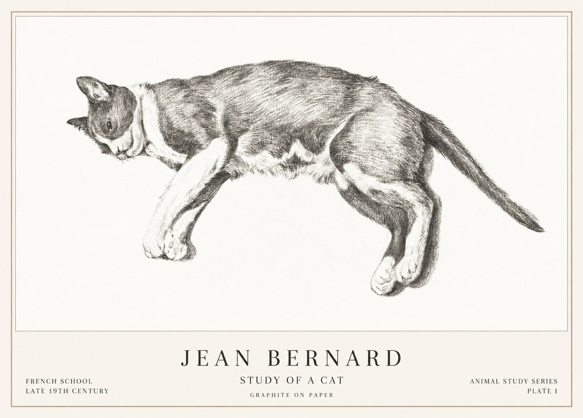 Jean Bernard Cat Study VII No3 - Affiche
