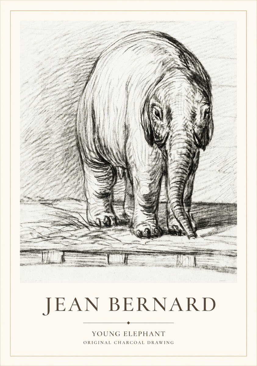 Jean Bernard Young Elephant No1 - Affiche