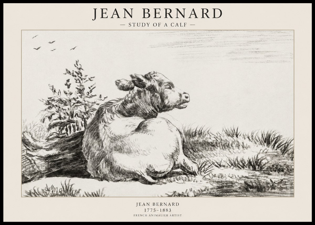 Jean Bernard Study of a Calf III No1 - Affiche