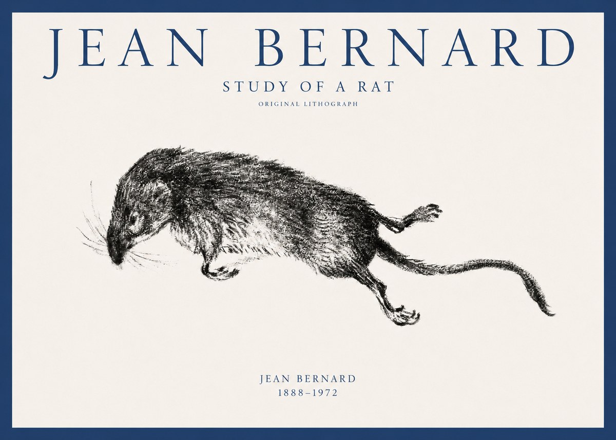 Jean Bernard Study of a Rat II No1 - Affiche