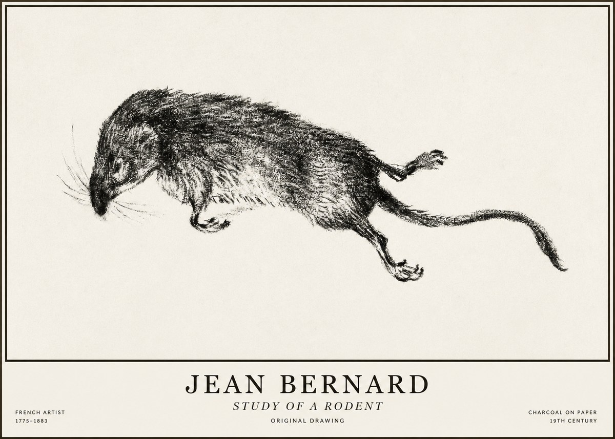 Jean Bernard Study of a Rat II No5 - Affiche