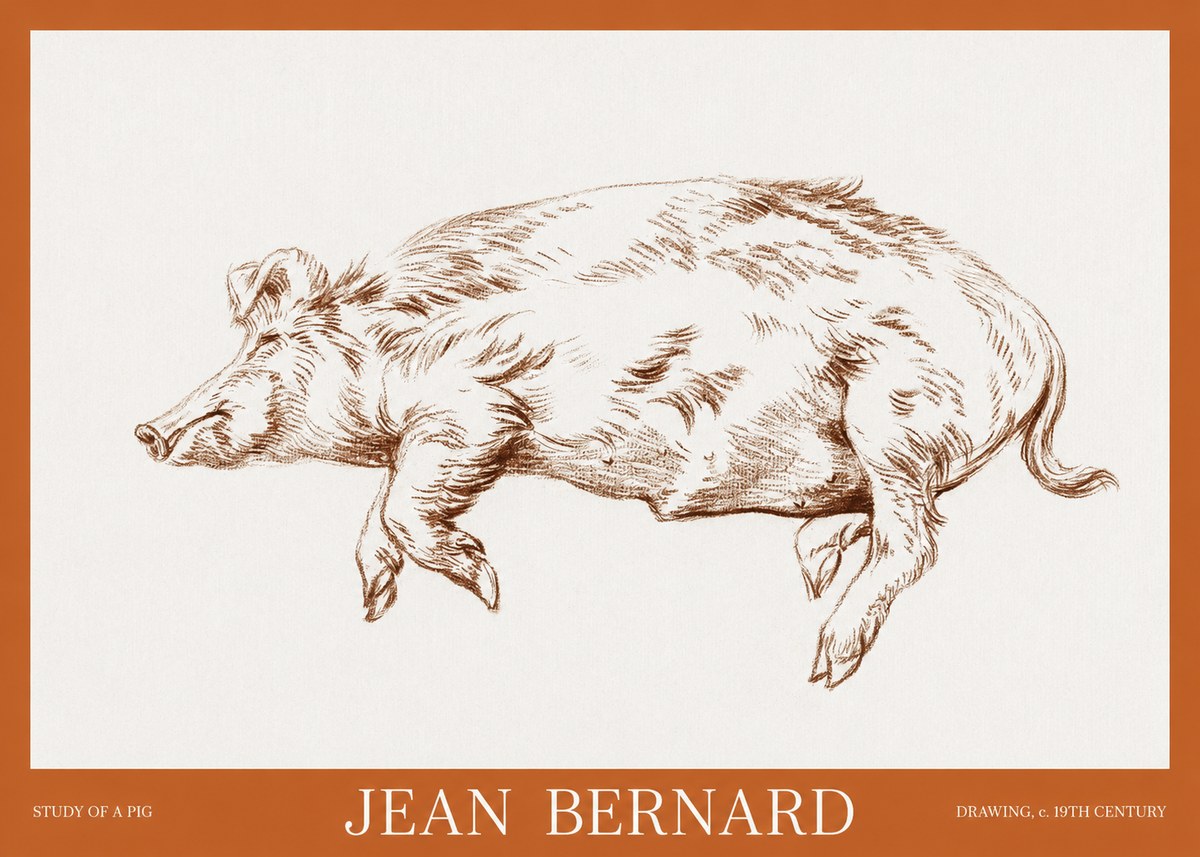 Jean Bernard Study of a Pig II No6 - Affiche