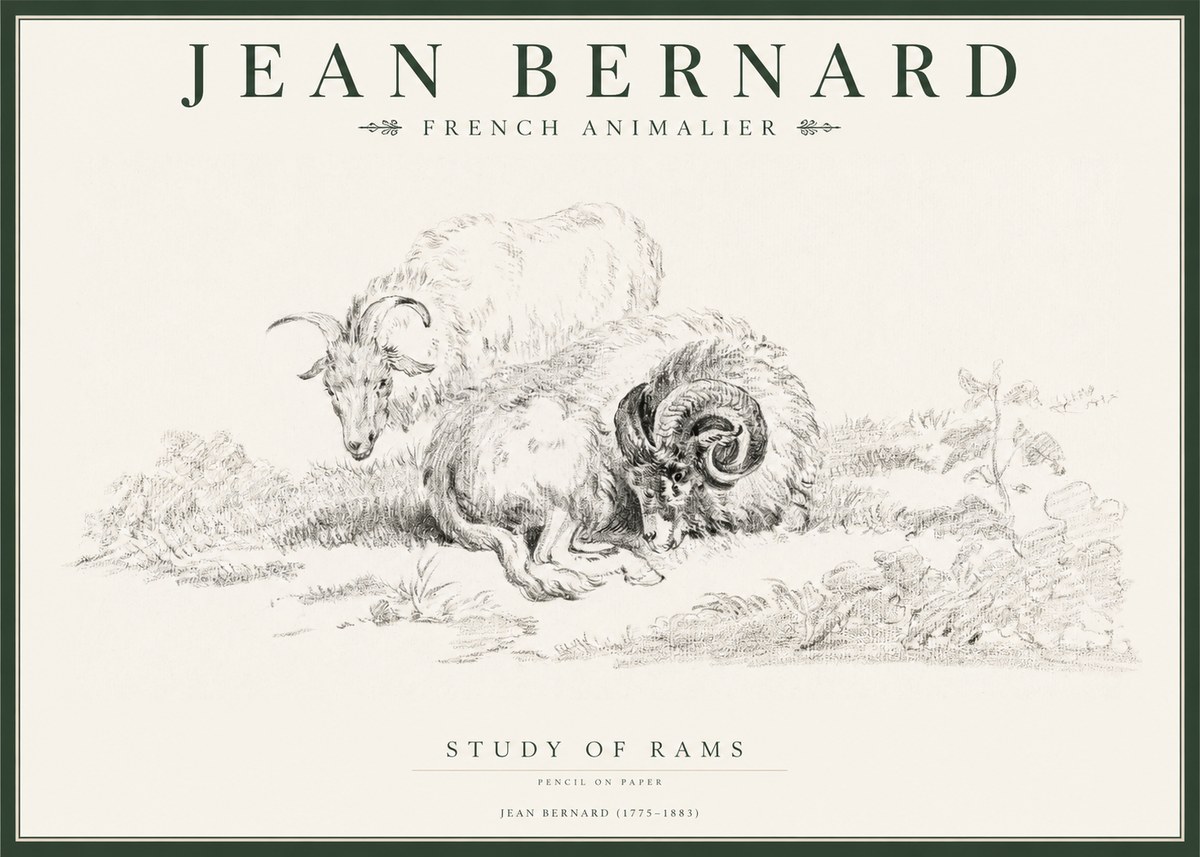 Jean Bernard Study of Sheep No2 - Affiche