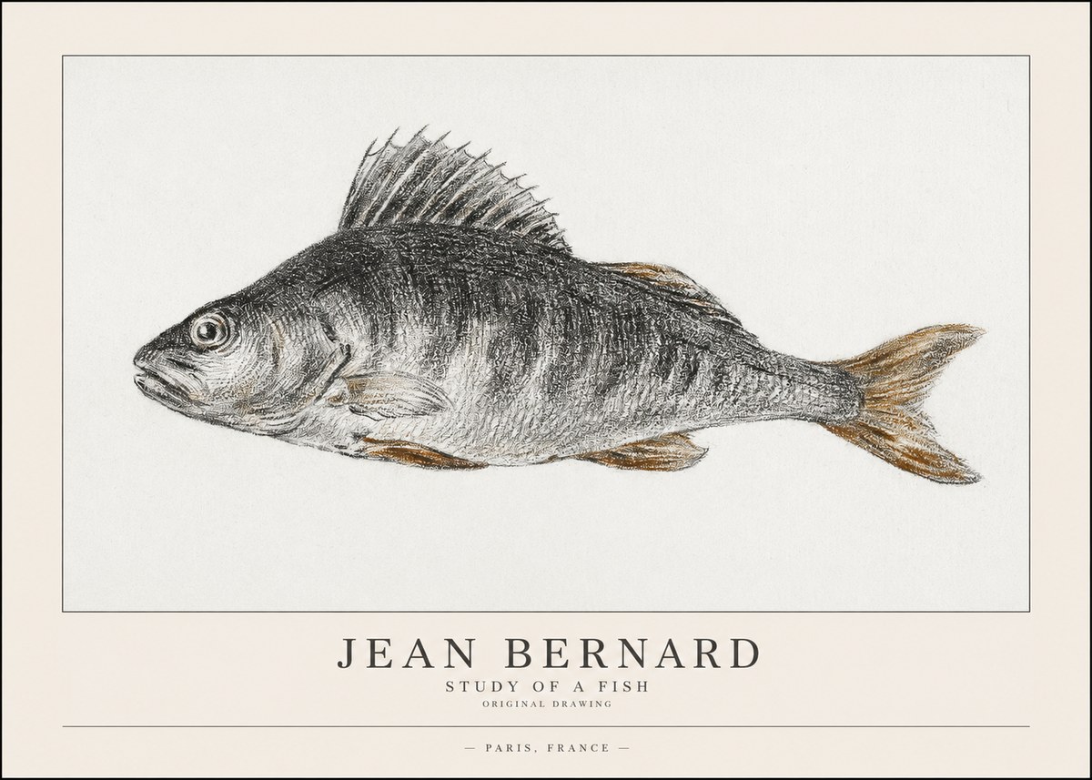 Jean Bernard Study of a Fish IV No1 - Affiche