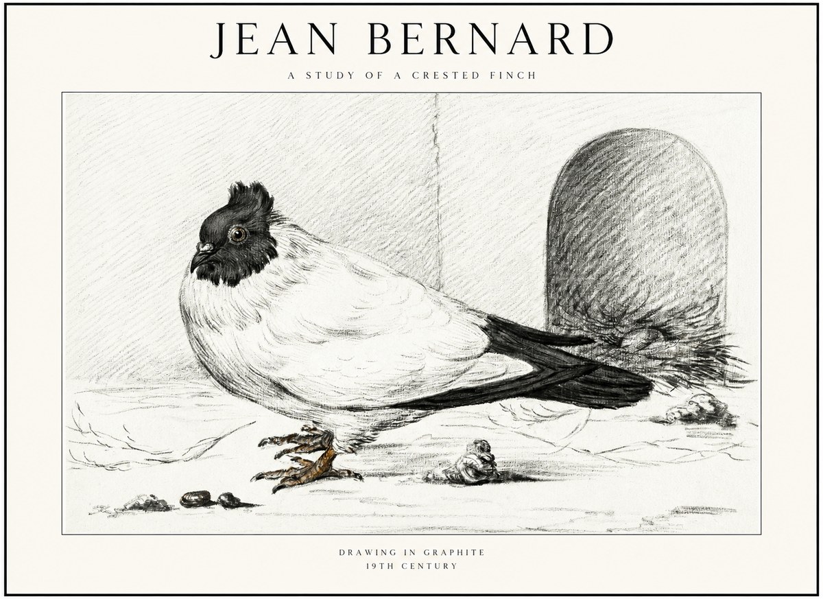 Jean Bernard A Study of a Crested Finch No1 - Affiche