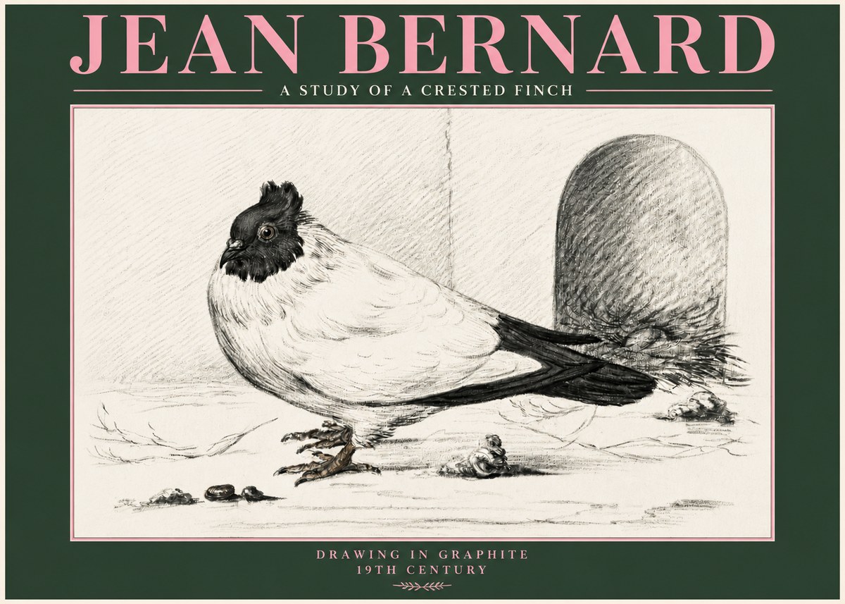 Jean Bernard A Study of a Crested Finch No3 - Affiche