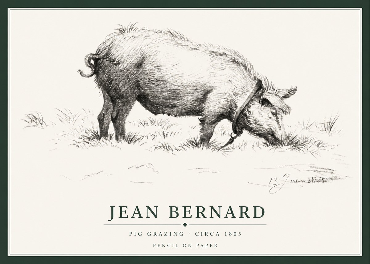 Jean Bernard Pig Grazing No1 - Affiche