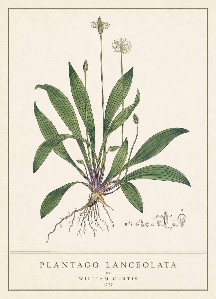 William Curtis Plantago Lanceolata III No1 - Affiche
