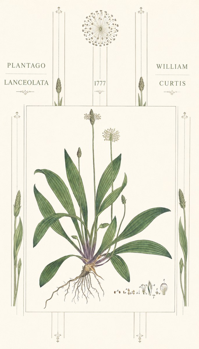 William Curtis Plantago Lanceolata III No6 - Affiche