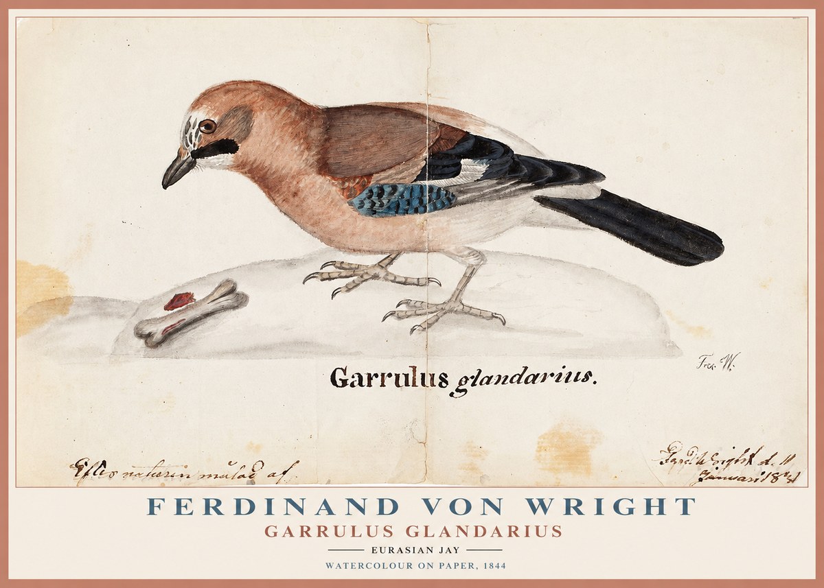 Ferdinand von Wright Garrulus Glandarius No1 - Affiche