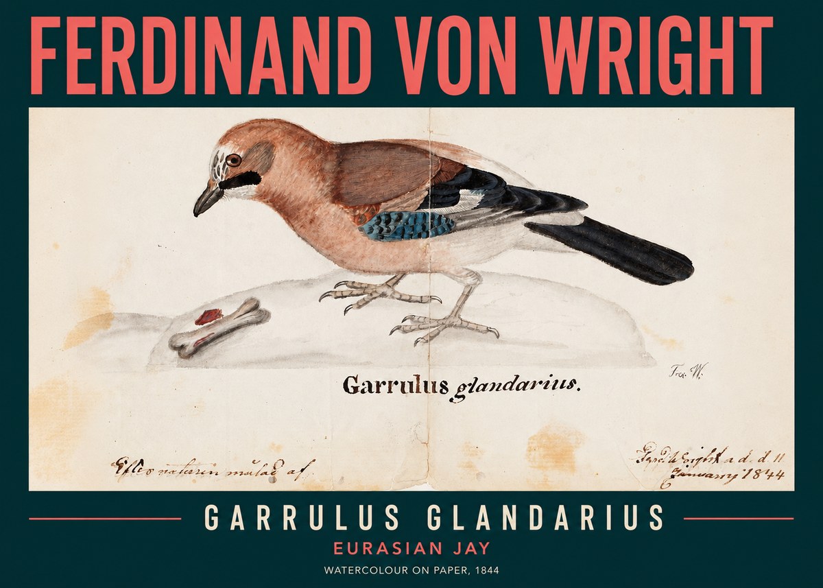 Ferdinand von Wright Garrulus Glandarius No2 - Affiche