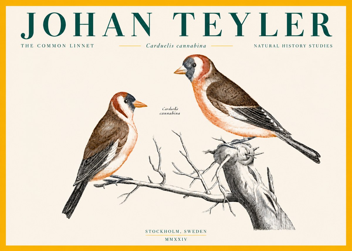 Johan Teyler The Common Linnet No4 - Affiche