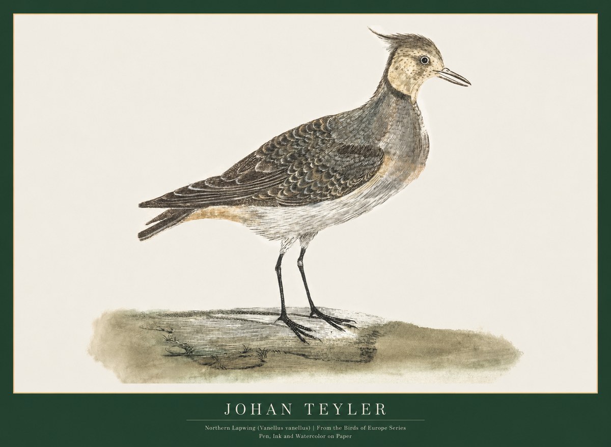 Johan Teyler Northern Lapwing (Vanellus Vanellus) No1 - Affiche