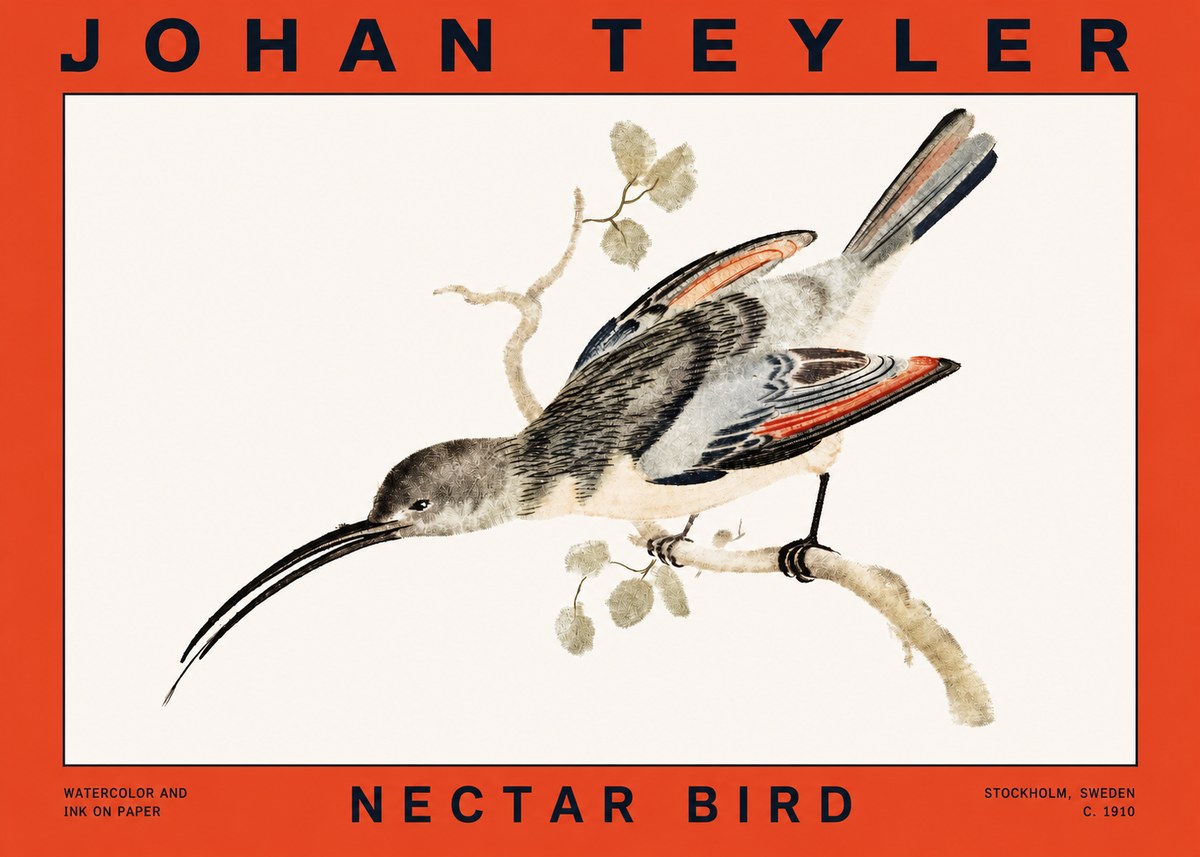 Johan Teyler Nectar Bird No2 - Affiche