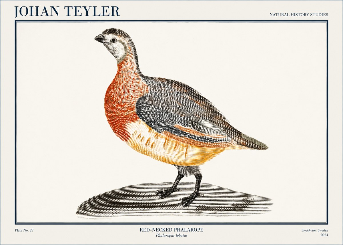 Johan Teyler Red-necked Phalarope No1 - Affiche