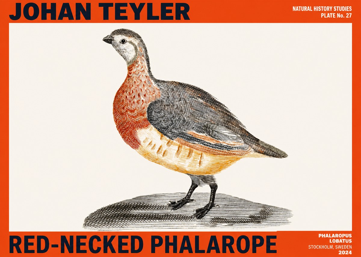 Johan Teyler Red-necked Phalarope No2 - Affiche