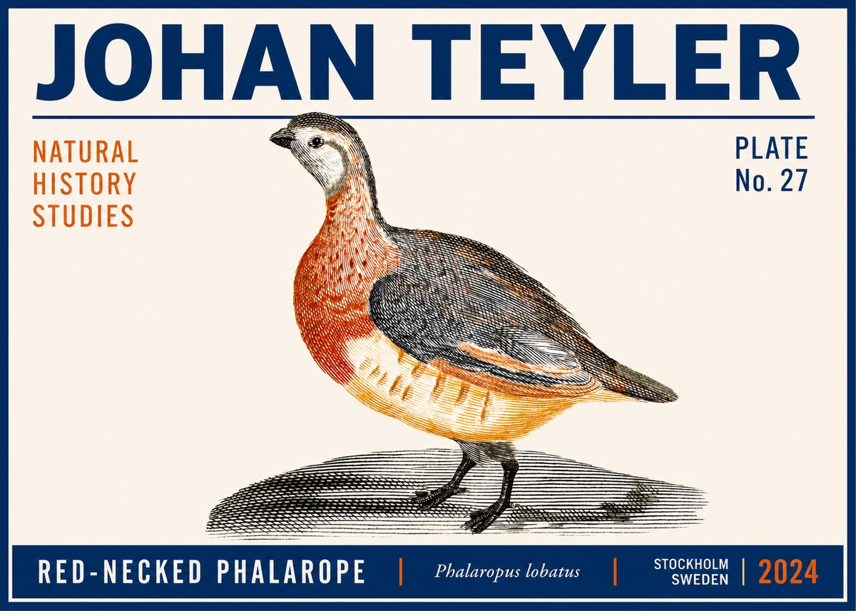 Johan Teyler Red-necked Phalarope No6 - Affiche