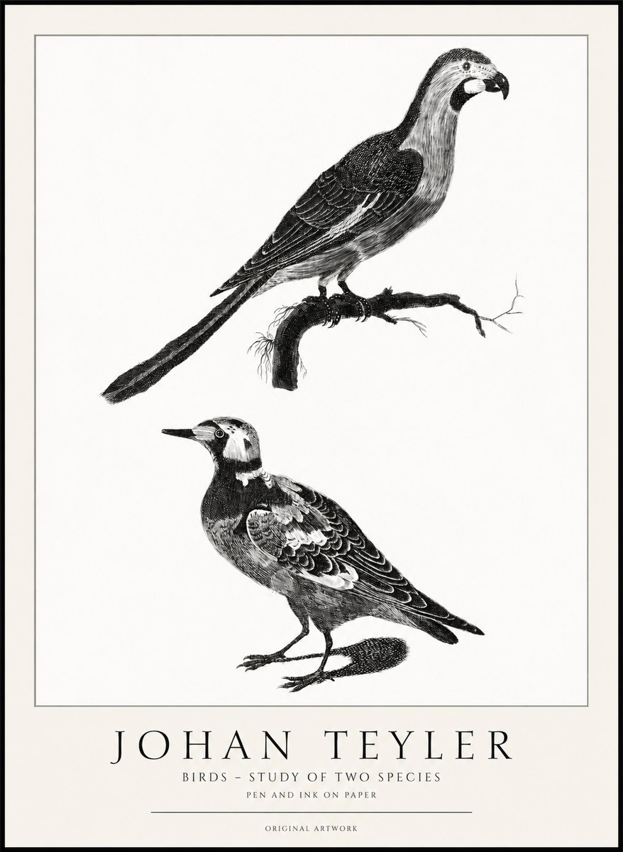 Johan Teyler Birds - Study of Two Species No1 - Affiche