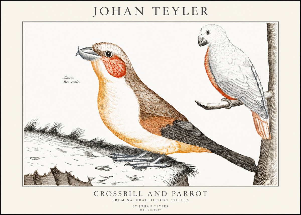 Johan Teyler Crossbill and Parrot No1 - Affiche