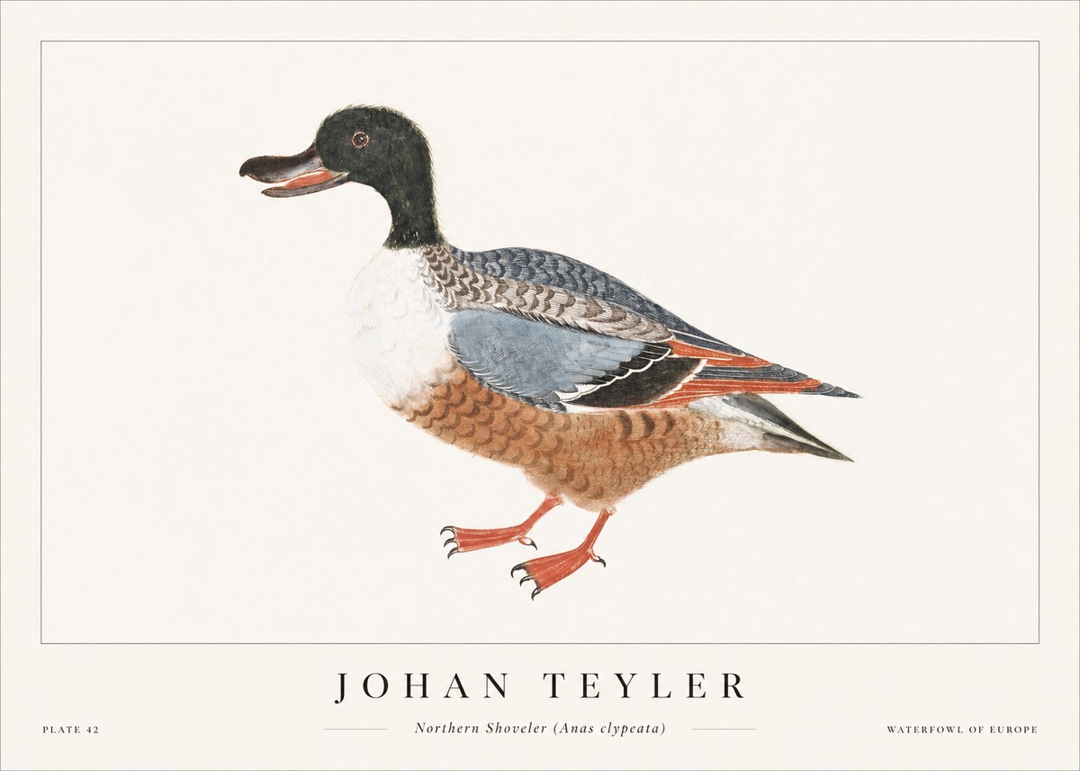 Johan Teyler Northern Shoveler (Anas Clypeata) No1 - Affiche