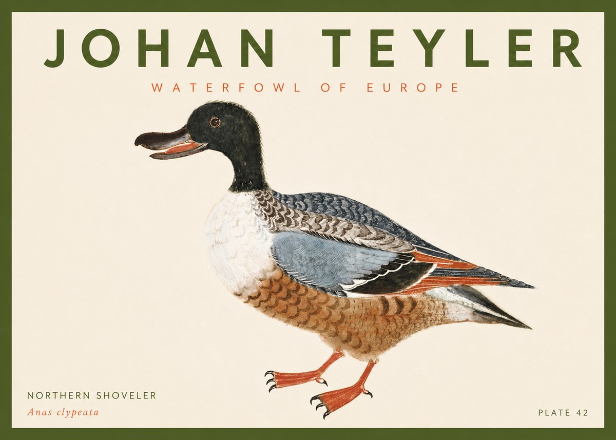 Johan Teyler Northern Shoveler (Anas Clypeata) No4 - Affiche
